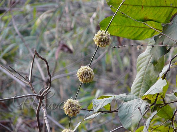 Calcutta Bamboo